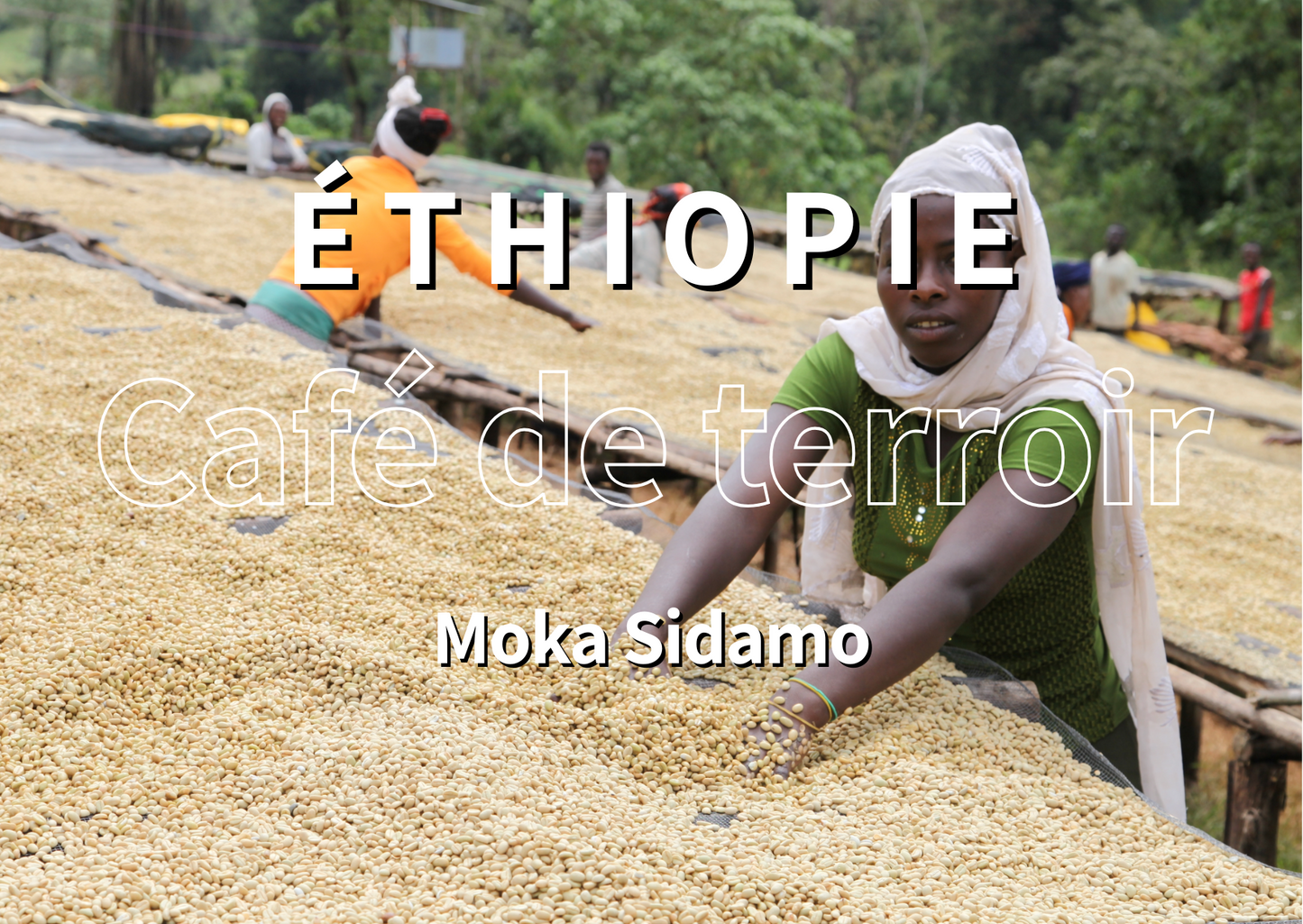 ÉTHIOPIE - Moka Sidamo