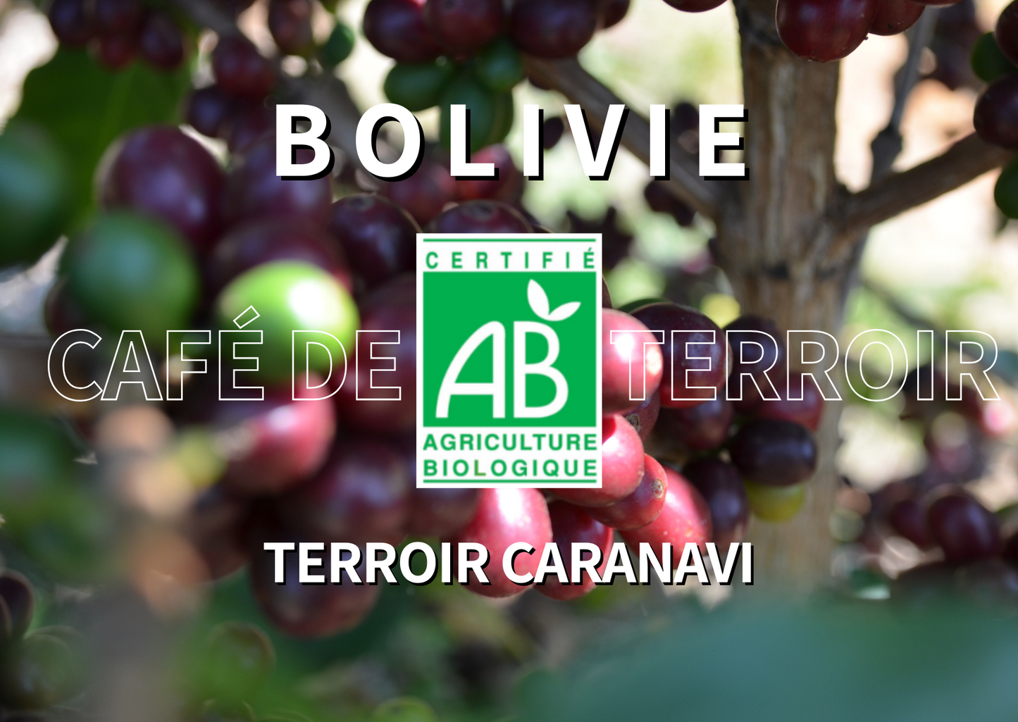 BOLIVIE - Terroir Caranavi BIO