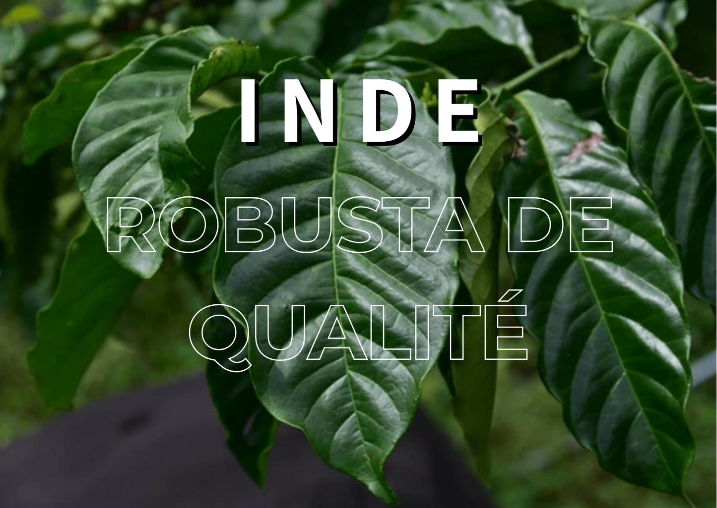 Inde - Robusta
