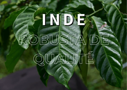 Inde - Robusta