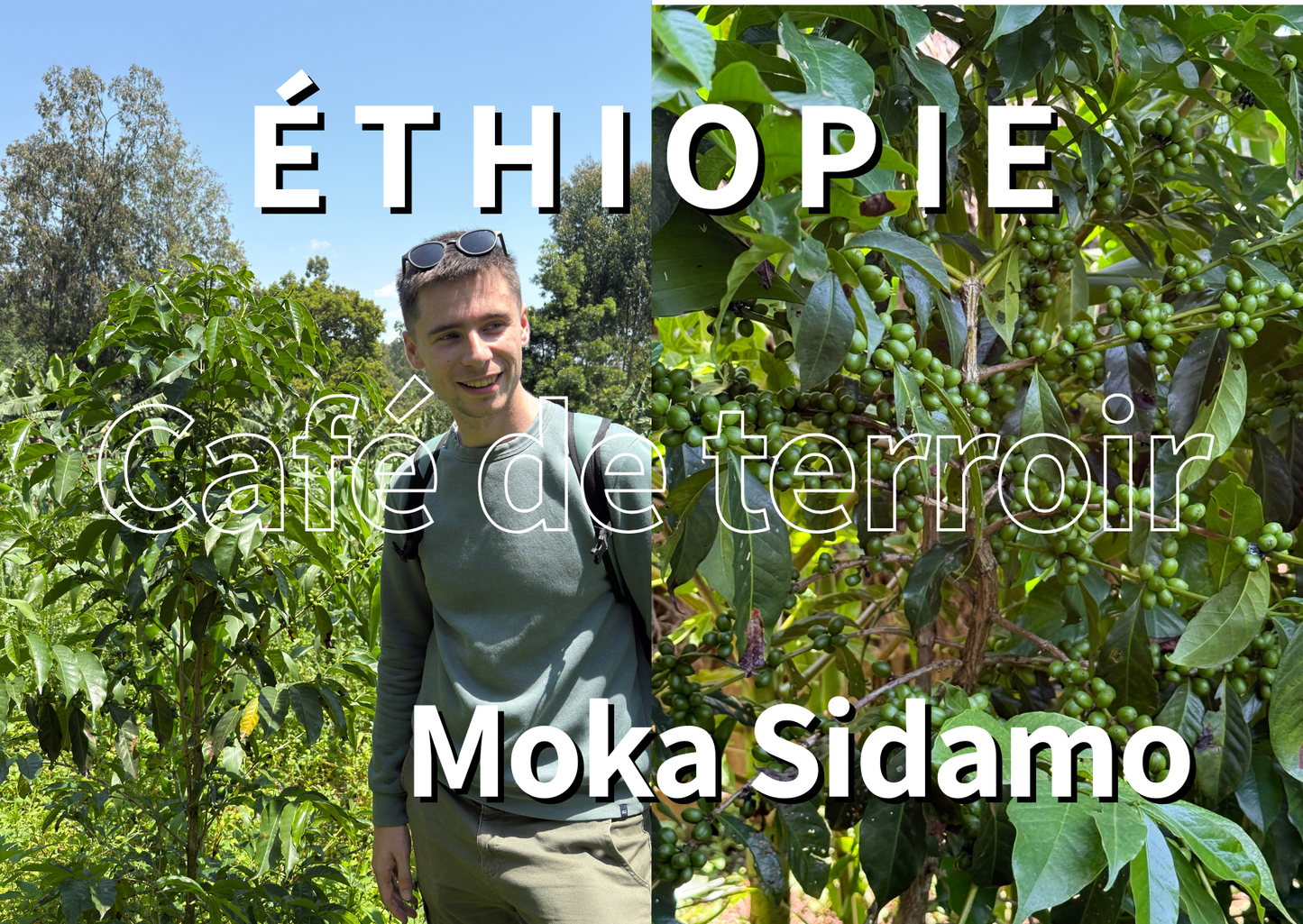 ÉTHIOPIE - Moka Sidamo