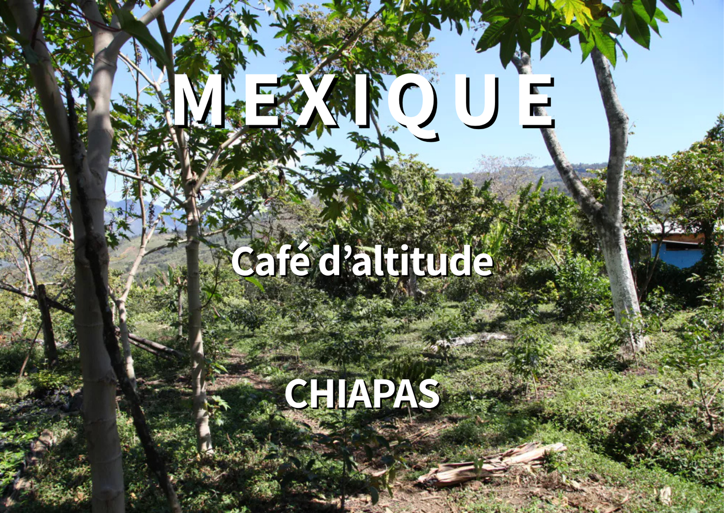 MEXIQUE - Chiapas