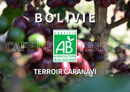BOLIVIE - Terroir Caranavi BIO